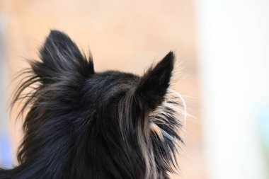 Evdeki küçük siyah ve kahverengi tüylü köpek, şirin chihuahua köpek.