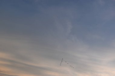 Güzel altın gökyüzünde uçan kuş ve ilkbaharda beyaz bulut.