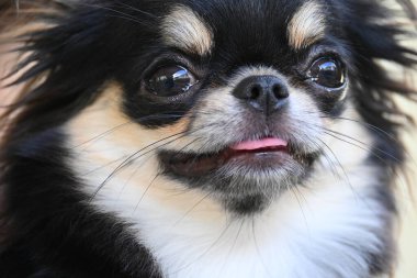 Evdeki küçük siyah ve kahverengi tüylü köpek, şirin chihuahua köpek.