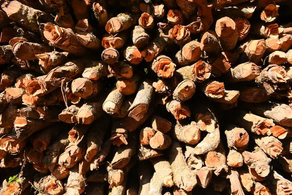 Kır evinde güneş ışığı ve yakacak odunları olan odun yığını.