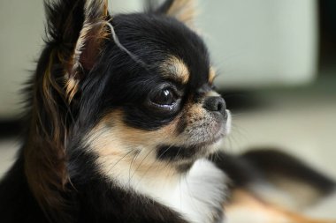 Evdeki küçük siyah ve kahverengi tüylü köpek, şirin chihuahua köpek.