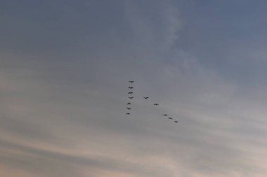 Güzel altın gökyüzünde uçan kuş ve ilkbaharda beyaz bulut.