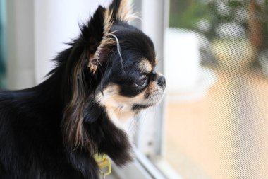 Evdeki küçük siyah ve kahverengi tüylü köpek, şirin chihuahua köpek.