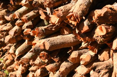 Kır evinde güneş ışığı ve yakacak odunları olan odun yığını.