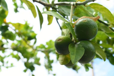Bahçedeki yeşil kireç ağacı, tarım endüstrisi