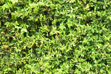 Taze yeşil yaprak arka planı, evin doğal duvar dekorasyonu