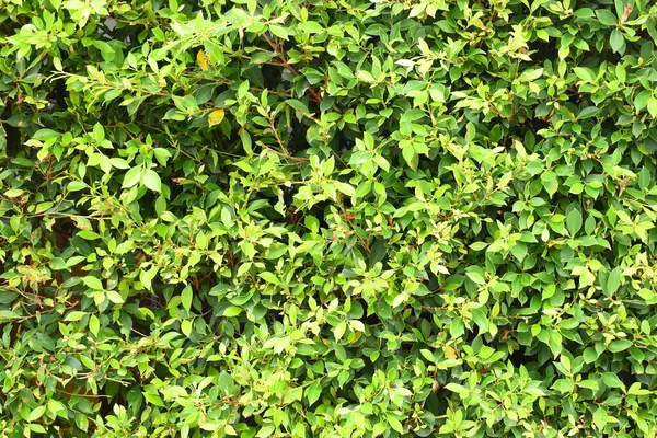 Taze yeşil yaprak arka planı, evin doğal duvar dekorasyonu