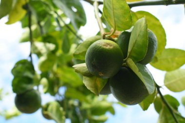 Bahçedeki yeşil kireç ağacı, tarım endüstrisi