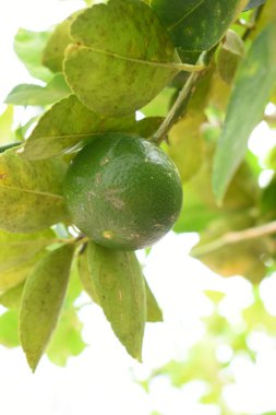 Bahçedeki yeşil kireç ağacı, tarım endüstrisi