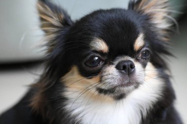 Evdeki küçük siyah ve kahverengi tüylü köpek, şirin chihuahua köpek.
