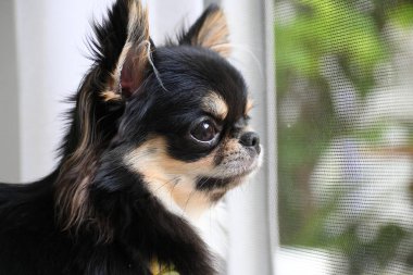 Evdeki küçük siyah ve kahverengi tüylü köpek, şirin chihuahua köpek.