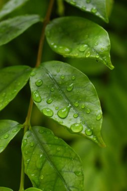 Bahçedeki yeşil yaprağa su damlası, ilkbaharda doğal arka plan