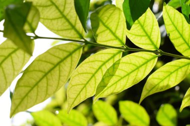 Bahçede yeşil yaprak çiti, ilkbaharda doğal arka plan