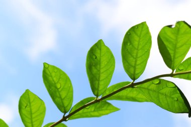 Bahçede su damlası olan yeşil yaprak, mavi gökyüzü ve ilkbaharda beyaz bulut arka planı