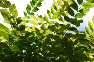 Baharda bahçede yeşil yaprak, mavi gökyüzü ve beyaz bulut arkaplanı
