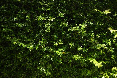 Bahçede yeşil yaprak çiti, ilkbaharda doğal arka plan