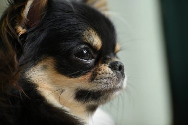 Evdeki küçük siyah ve kahverengi tüylü köpek, şirin chihuahua köpek.