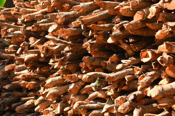 Kır evinde güneş ışığı ve yakacak odunları olan odun yığını.