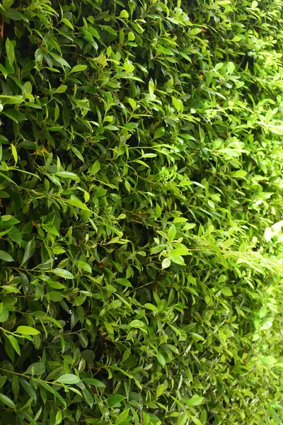 Bahçede yeşil yaprak çiti, ilkbaharda doğal arka plan