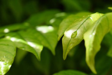 Bahçedeki yeşil yaprağa su damlası, ilkbaharda doğal arka plan