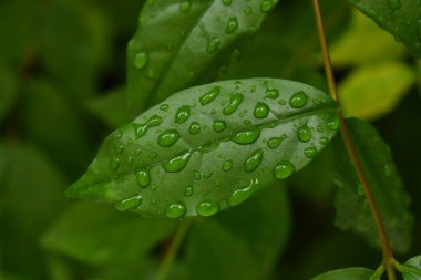 Bahçedeki yeşil yaprağa su damlası, ilkbaharda doğal arka plan