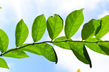 Bahçede su damlası olan yeşil yaprak, mavi gökyüzü ve ilkbaharda beyaz bulut arka planı
