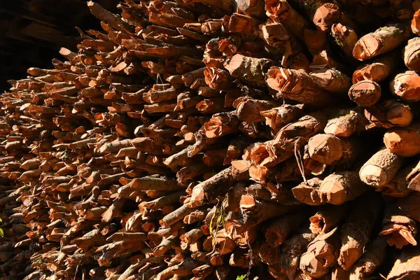 Kır evinde güneş ışığı ve yakacak odunları olan odun yığını.