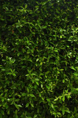 Bahçede yeşil yaprak çiti, ilkbaharda doğal arka plan