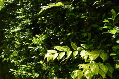 Bahçede yeşil yaprak çiti, ilkbaharda doğal arka plan