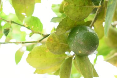 Bahçedeki yeşil kireç ağacı, tarım endüstrisi