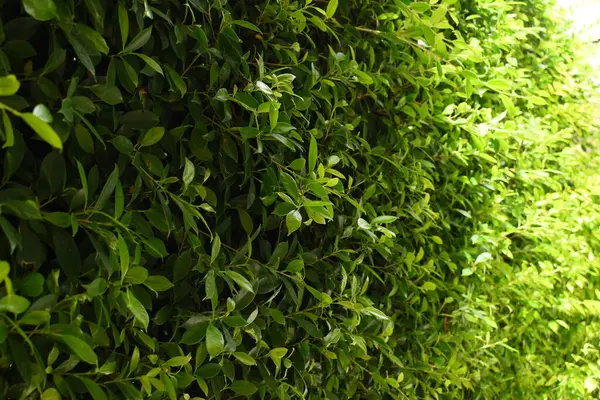 Bahçede yeşil yaprak çiti, ilkbaharda doğal arka plan