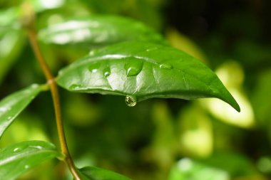 Bahçedeki yeşil yaprağa su damlası, ilkbaharda doğal arka plan