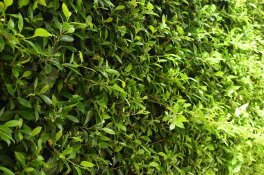 Bahçede yeşil yaprak çiti, ilkbaharda doğal arka plan