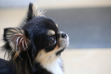 Evdeki küçük siyah ve kahverengi tüylü köpek, şirin chihuahua köpek.