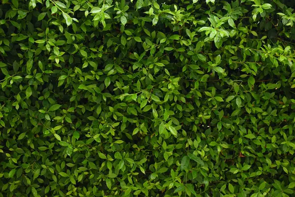 Bahçede yeşil yaprak çiti, ilkbaharda doğal arka plan