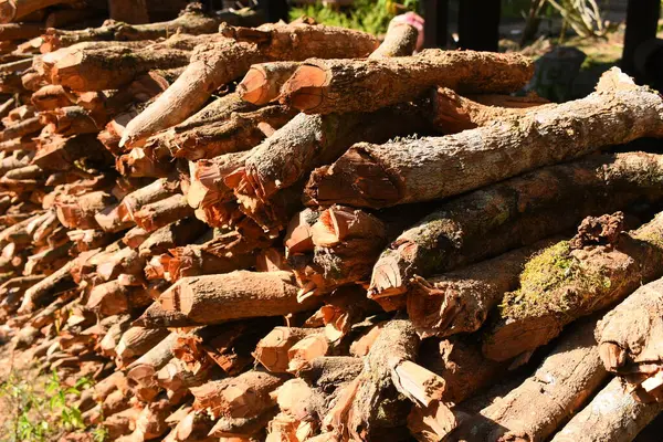 Kır evinde güneş ışığı ve yakacak odunları olan odun yığını.