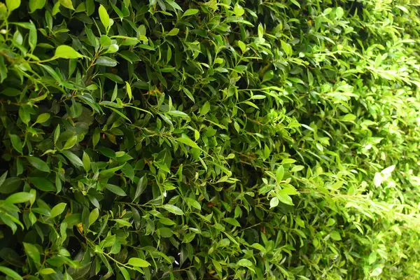 Bahçede yeşil yaprak çiti, ilkbaharda doğal arka plan