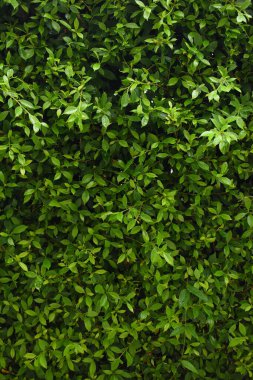 Bahçede yeşil yaprak çiti, ilkbaharda doğal arka plan