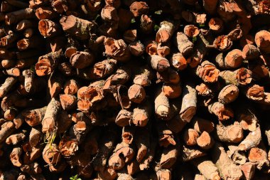 Kır evinde güneş ışığı ve yakacak odunları olan odun yığını.