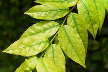 Bahçedeki yeşil yaprağa su damlası, ilkbaharda doğal arka plan