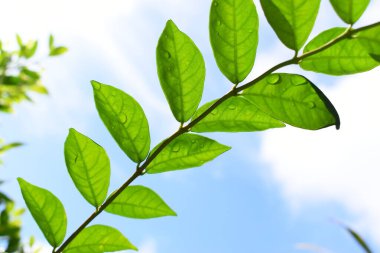 Bahçede su damlası olan yeşil yaprak, mavi gökyüzü ve ilkbaharda beyaz bulut arka planı