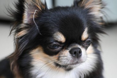 Evdeki küçük siyah ve kahverengi tüylü köpek, şirin chihuahua köpek.