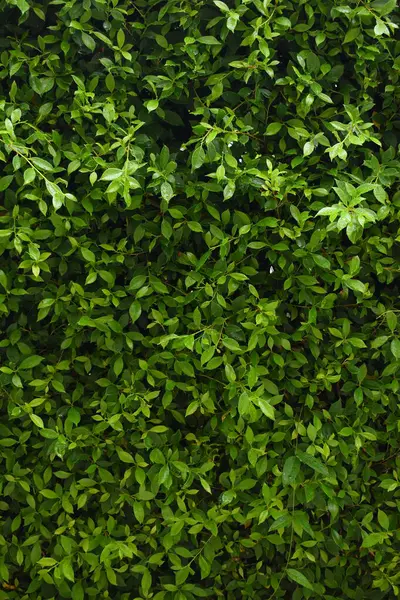 Bahçede yeşil yaprak çiti, ilkbaharda doğal arka plan