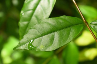Bahçedeki yeşil yaprağa su damlası, ilkbaharda doğal arka plan