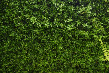 Bahçede yeşil yaprak çiti, ilkbaharda doğal arka plan