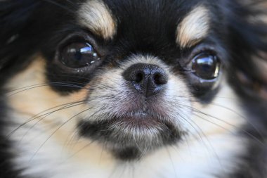 Evdeki küçük siyah ve kahverengi tüylü köpek, şirin chihuahua köpek.