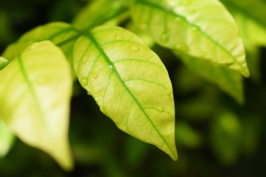 Bahçedeki yeşil yaprağa su damlası, ilkbaharda doğal arka plan