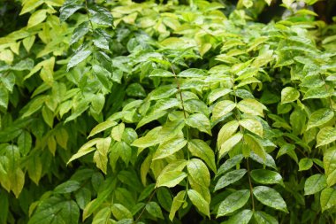 Bahçede yeşil yaprak çiti, ilkbaharda doğal arka plan