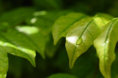Bahçedeki yeşil yaprağa su damlası, ilkbaharda doğal arka plan