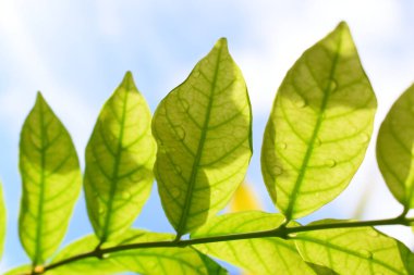 Bahçede su damlası olan yeşil yaprak, mavi gökyüzü ve ilkbaharda beyaz bulut arka planı